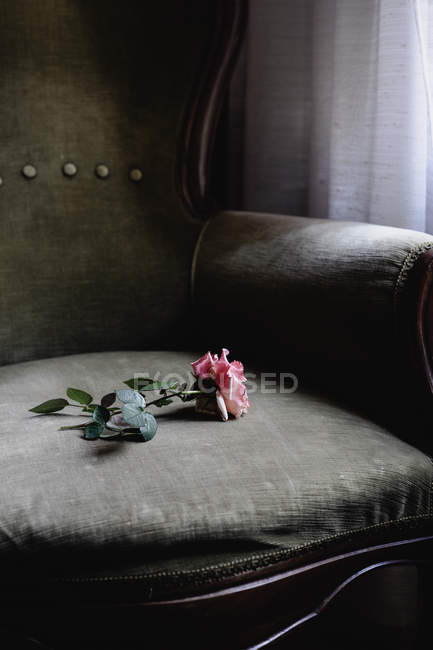 Розовый цветок розы на мягком кресле — стоковое фото