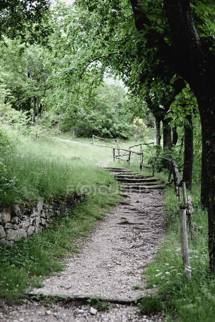 Деревенская дорога в зеленом летнем парке — стоковое фото