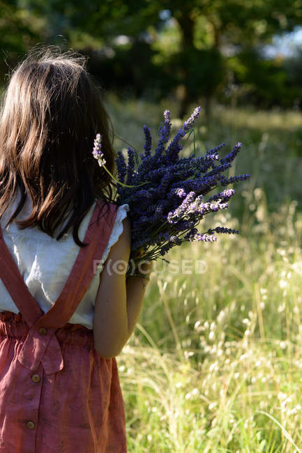 Задній вид дівчинка тримає букет квітів лаванди у сільській місцевості саду. — стокове фото