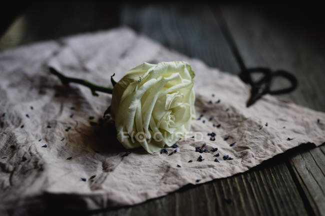 Крупним планом біла троянда на сільській тканині — стокове фото