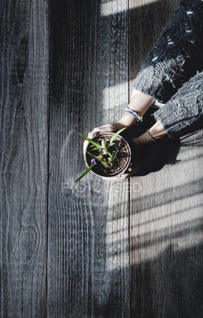 Mani femminili che tengono in vaso giovane pianta di croco su sfondo di legno alla luce del sole — Foto stock