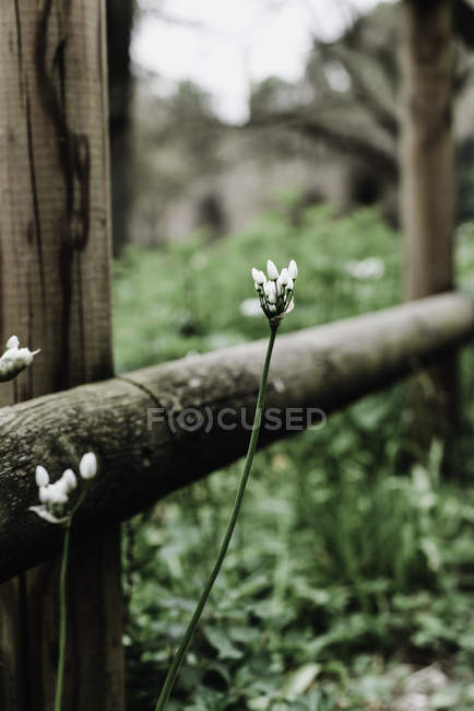Primo piano dei boccioli di fiori selvatici che crescono vicino alla recinzione rurale — Foto stock