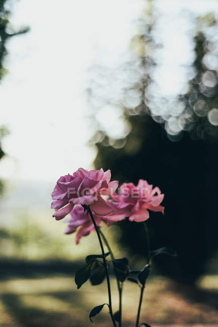 Fleurs roses roses dans un jardin ensoleillé — Photo de stock