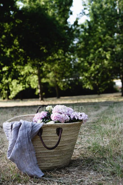 Hydrangea flowers in wicker bag on ground in garden — Stock Photo