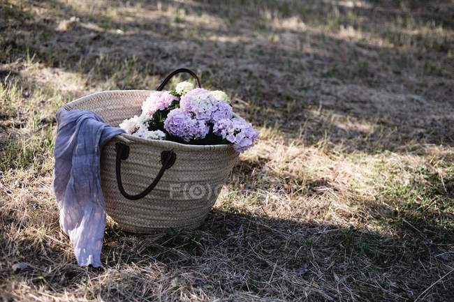 Flores de hortensias en bolsa de mimbre en el suelo a la luz del sol - foto de stock
