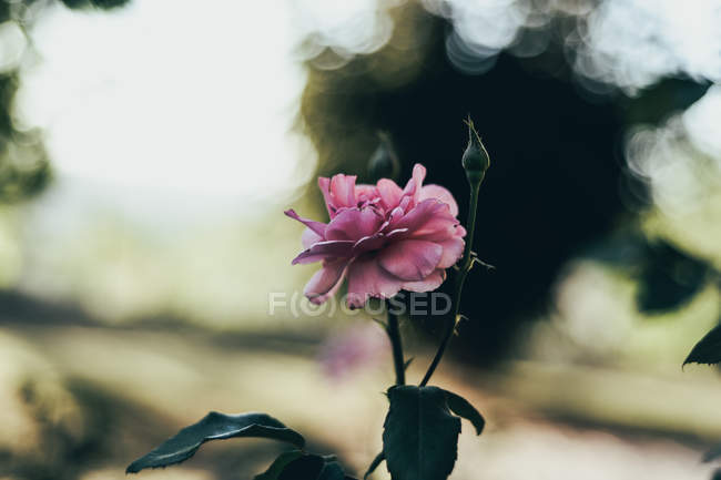 Primer plano de rosa floreciente en el jardín - foto de stock