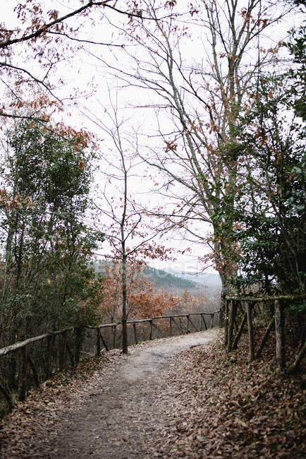 Сцена на відкритому повітрі з осінніми деревами вздовж дороги в парку — стокове фото