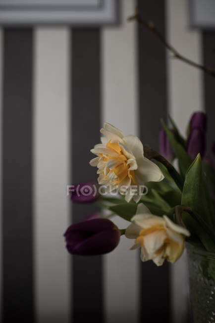 Close-up de narcisos amarelos e tulipas em vaso — Fotografia de Stock
