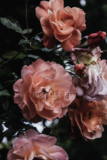 Крупним планом квіти троянд на кущі в саду — стокове фото