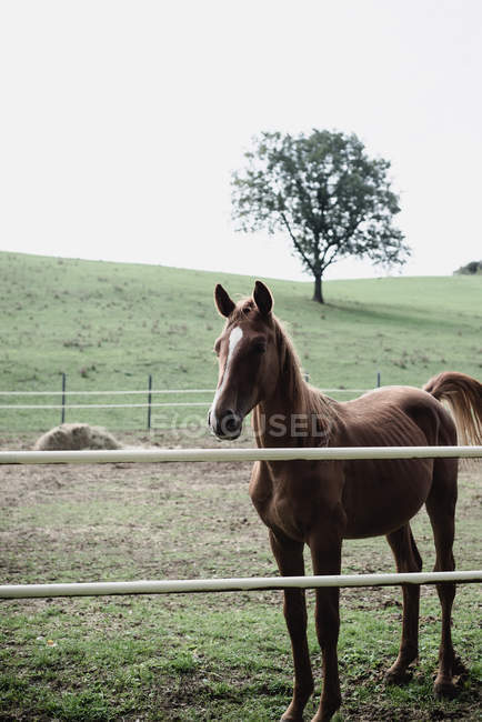Young bay horse standing in country paddock — Stock Photo