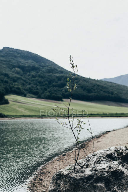 Наружная сцена с растениями, растущими на сельском берегу реки — стоковое фото