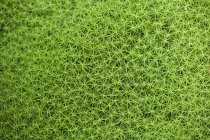 Cornice completa di muschio verde fresco — Foto stock
