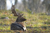 Fallow deer lying on green grass — Stock Photo