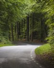 Estrada sinuosa através de floresta de faia verde — Fotografia de Stock