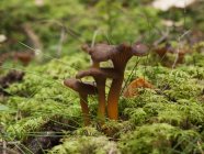 Cogumelos chanterelle crescendo em musgo verde — Fotografia de Stock