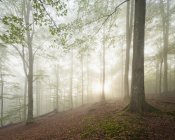 Vista de árboles forestales cubiertos de niebla - foto de stock