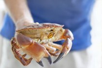 Close up shot of hand holding crab — Stock Photo