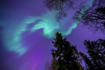 Вид на гілки дерев на бордовому освітленому небі — стокове фото