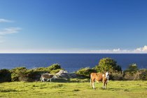 Vacche al pascolo sul campo verde in riva al mare — Foto stock