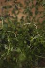 Primo piano colpo di crescere foglie di timo fresco — Foto stock