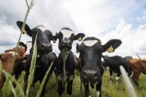Корови дивляться на камеру через траву на пасовищі — стокове фото