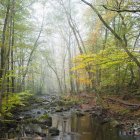 Туманные лесные деревья и река в Содерэрасенском национальном парке — стоковое фото