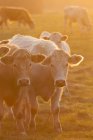 Vaches pâturant sur le champ au coucher du soleil rétroéclairé — Photo de stock