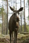 Front view of female moose standing in forest — Stock Photo