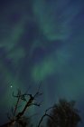 View of tree branches on aurora borealis illuminated sky — Stock Photo