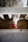 Alimentazione gallina bianca in pollaio, vista aerea — Foto stock
