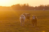 Корови пасуться на полі підсвічуванням заходу сонця — стокове фото