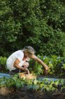 Donna matura che raccoglie frutta all'aperto — Foto stock