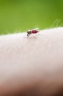 Close-up of insect on human skin, differential focus — Stock Photo