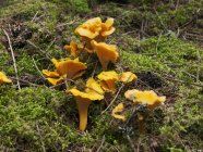 Chanterelle mushrooms growing in green moss — Stock Photo
