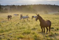 Horses grazing on meadow at sunrise — Stock Photo