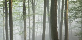 Arbres forestiers brumeux au parc national de Soderasen — Photo de stock
