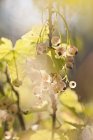 Close up shot of white currant plant with berries — Stock Photo
