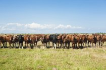 Rinder stehen hinter Zaun mit blauem Himmel im Hintergrund — Stockfoto