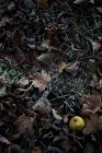 Vista elevata di mela verde sulle foglie autunnali — Foto stock
