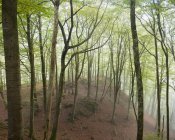 Neblige Waldbäume und Fluss im Soderasen Nationalpark — Stockfoto