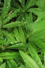 Nahaufnahme von grünen Blättern mit Tau — Stockfoto