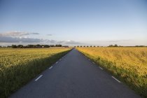 Landstraße, die im Sonnenlicht durch grüne Felder führt — Stockfoto