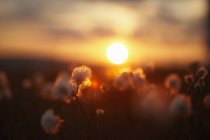 Close-up of meadow of dandelions at sunset — Stock Photo