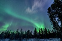Vista de árvores e aurora boreal céu iluminado — Fotografia de Stock