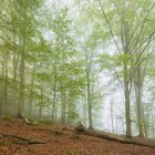 Arbres forestiers brumeux au parc national de Soderasen — Photo de stock