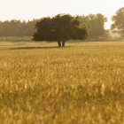 Árbol bifurcado creciendo en el prado a la luz del sol - foto de stock