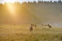 Pferde grasen bei Sonnenaufgang auf der Weide — Stockfoto