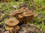 Funghi finferli che crescono nel muschio verde — Foto stock