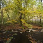 Зелений ліс дерев і річка в Soderasen Національний парк — стокове фото