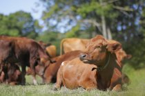 Корова отдыхает на лугу при солнечном свете, на фоне скота — стоковое фото
